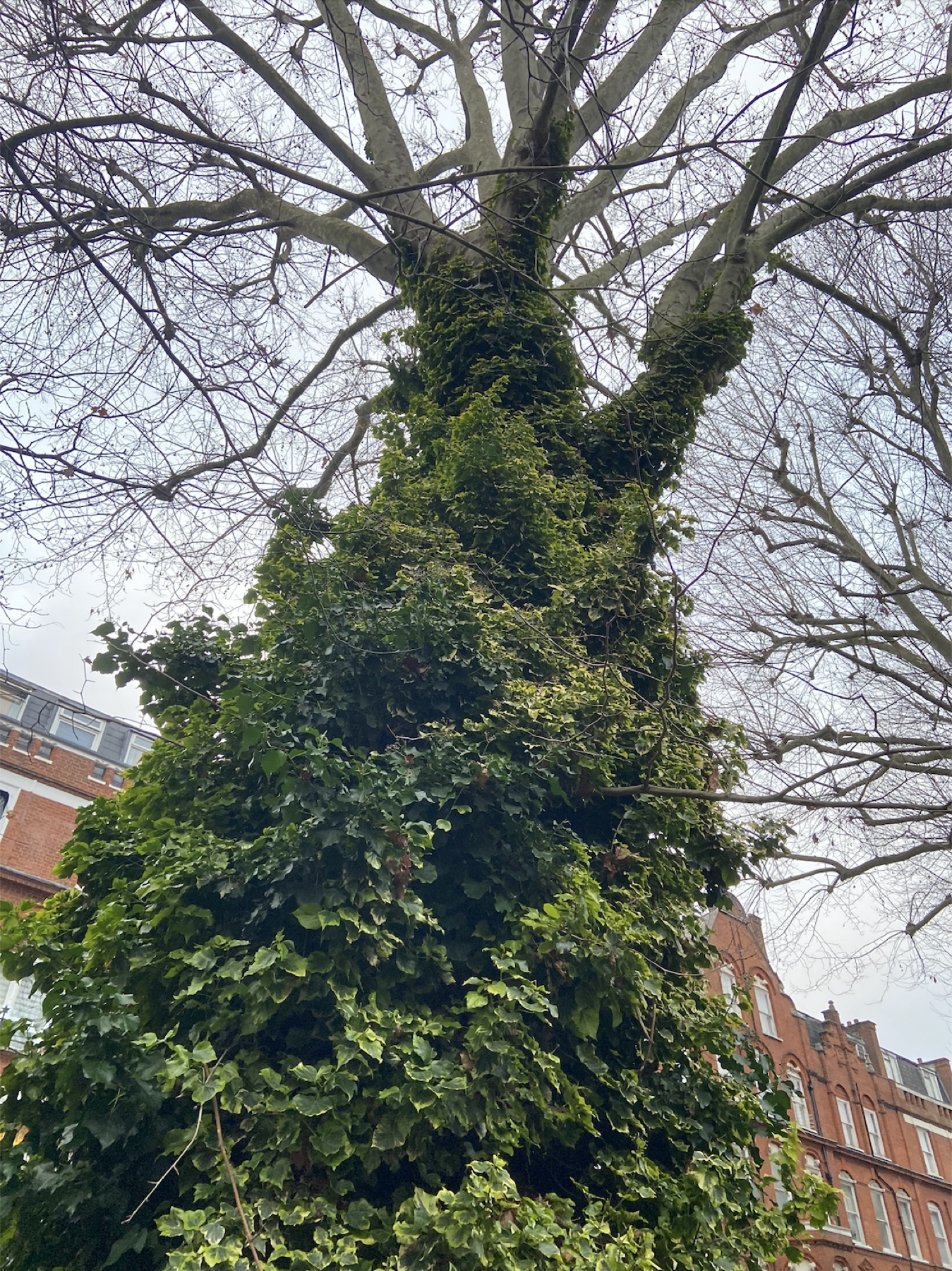 Ivy weaving around the trunk of a London plane tree